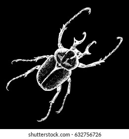 Insect, bug, scarab beetle. Vintage old hand drawn stippling and hatching, shading style. Engraved stipple woodcut. Vector.