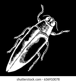 Insect, bug, scarab beetle. Vintage old hand drawn stippling and hatching, shading style. Engraved stipple woodcut. Vector.