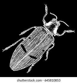 Insect, bug, scarab beetle. Vintage old hand drawn stippling and hatching, shading style. Engraved stipple woodcut. Vector.