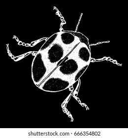 Insect, bug, scarab beetle. Vintage old hand drawn stippling and hatching, shading style. Engraved stipple woodcut. Vector.