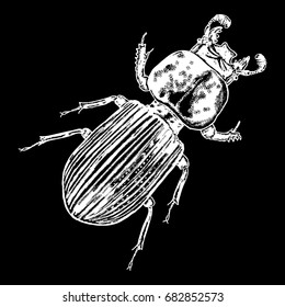 Insect, bug, scarab beetle. Vintage old hand drawn stippling and hatching, shading style. Engraved stipple woodcut. Vector.