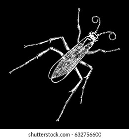 Insect or bug. Vintage old hand drawn stippling and hatching, shading style. Engraved stipple woodcut. Vector.