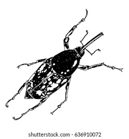 Insect or bug. Vintage old hand drawn stippling and hatching, shading style. Engraved stipple woodcut. Vector.