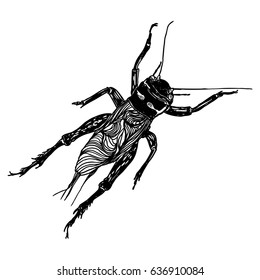 Insect or bug. Vintage old hand drawn stippling and hatching, shading style. Engraved stipple woodcut. Vector.