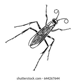 Insect or bug. Vintage old hand drawn stippling and hatching, shading style. Engraved stipple woodcut. Vector.