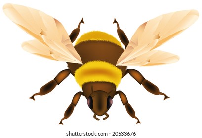insect bumble bee