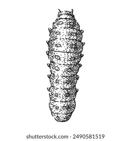 insect caterpillar hand drawn. nature animal, growth cycle, character metamorphosis insect caterpillar vector sketch. isolated black illustration