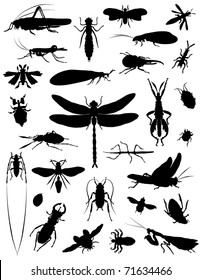 Insect collection