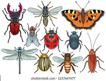 Insect collection, illustration, doodle, cartoon, drawing, ink, line art, vector