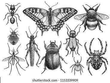 Insect collection illustration, drawing, engraving, ink, line art, vector