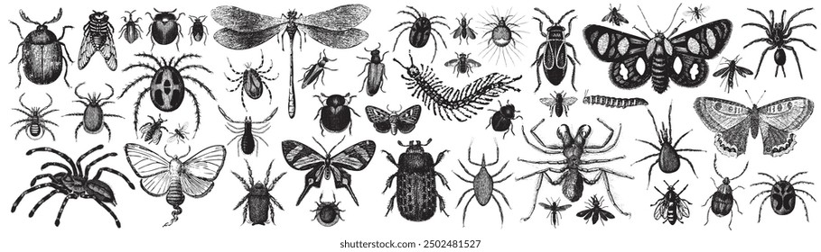 Ilustración de colección de insectos, dibujo, grabado, tinta, línea de arte, Ilustración vectorial. Colección de insectos dibujados a mano. Escarabajos dibujados a mano, insectos, mariposas, libélula, cigarra, polillas en vintage