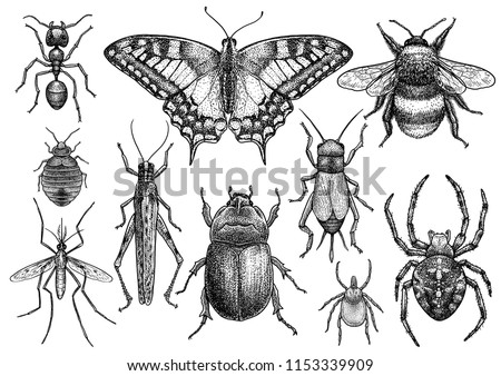 Insect collection illustration, drawing, engraving, ink, line art, vector