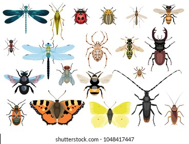 Insect collection  illustration  drawing  vector