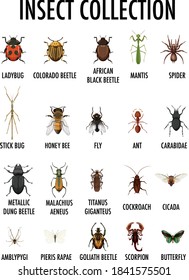 Insect collection isolated on white background illustration