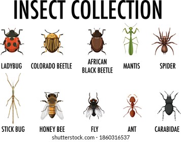 Insect collection isolated on white background illustration