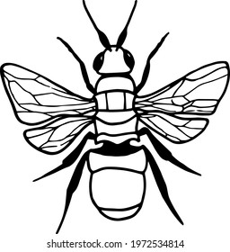 Insect Collection Isolated On White Vector Stock Vector (Royalty Free ...