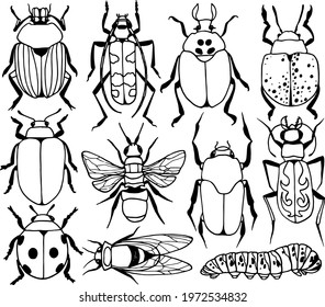 Insect collection isolated on white. Vector illustration. set of illustrations. pests, beetles, insects, animals. black and white image svg