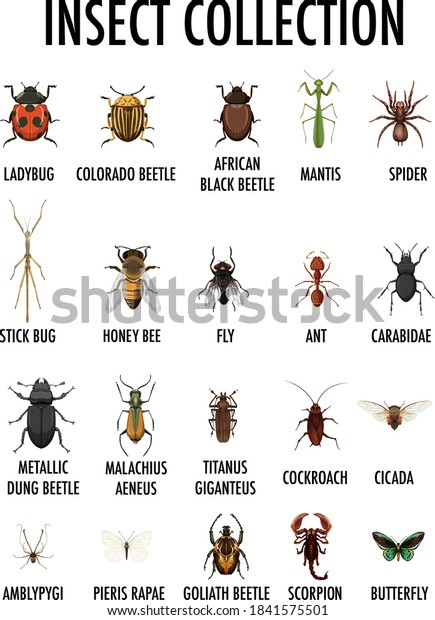 Insect collection isolated on white\
background illustration