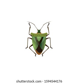 insect color vector icon. Flat design