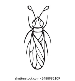 Insect coloring page, doodle style, line art. Simple for kids, vector