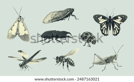 Insect design elements vintage collage collection. Vector illustration