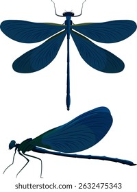 inseto libélula azul cor sem fundo