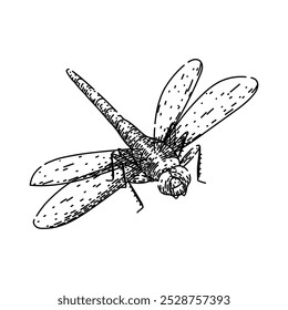 mosca de libélula de inseto desenhada à mão. asas voo, lagoa da natureza, predador inseto aquático libélula esboço vetor. ilustração preta isolada