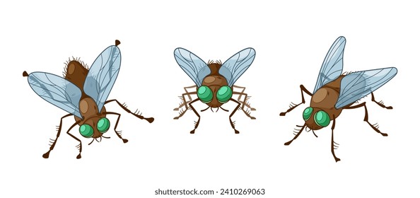 Vista frontal y superior de moscas de insectos. Artrópodos Ágiles, De Alas Con Seis Piernas Y Ojos Compuestos, Juegan Funciones Cruciales