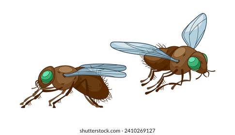 Insect Flies Side And Front View, Creatures Characterized By Two Wings, Cartoon Vector Illustration