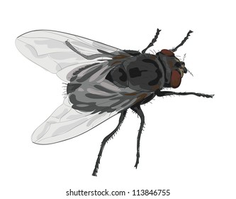 Insect fly isolated on white background. Vector illustration.