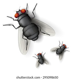 Insect fly isolated on white background. Vector illustration.
