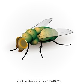 Insect fly isolated on white.