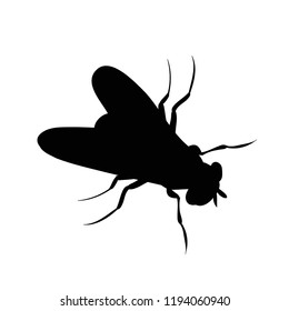 insect, fly silhouette