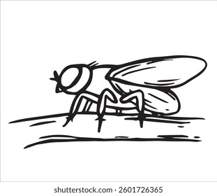insect fly. vector illustration in sketch style.