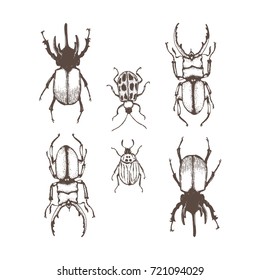 insect hand drawing on white background
