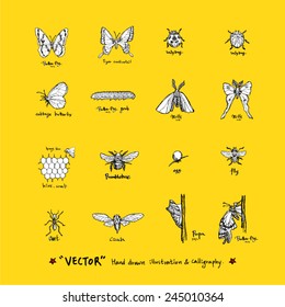 insect / Hand drawn illustrations - vector