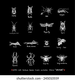 insect / Hand drawn illustrations - vector / blackboard version 
