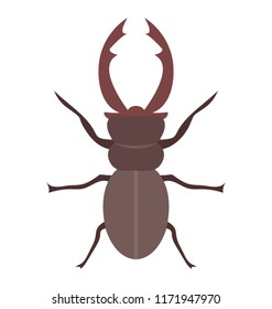 
Insect having folded arms known as rhinoceros beetle 
