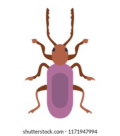 
Insect having little legs known as weevil beetle 
