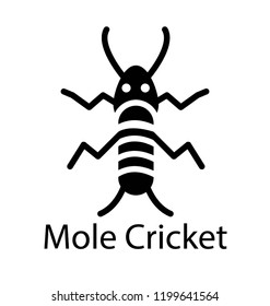 A insect having long legs like grasshopper depicting mole cricket