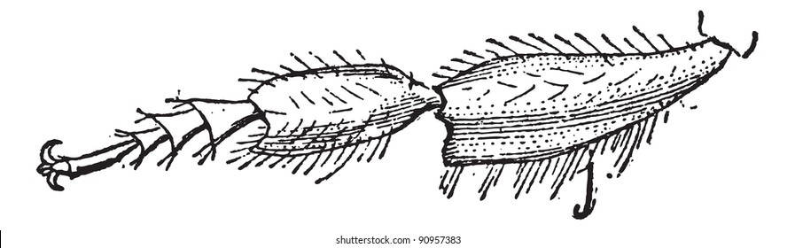 Insect, hind legs of a bee,  vintage engraved illustration. Dictionary of words and things - Larive and Fleury - 1895.