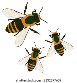 6,223 Bee Back Images, Stock Photos & Vectors | Shutterstock