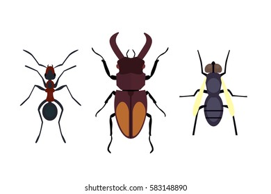 Insect icon flat isolated nature flying bugs beetle ant and wildlife spider grasshopper or mosquito cockroach animal biology graphic vector illustration.