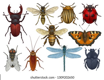 Insect illustration  drawing  engraving  ink  line art  vector