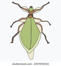 Insect illustration, drawing, engraving, ink, line art, vector. Beetle close-up.