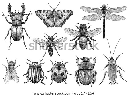Insect illustration, drawing, engraving, ink, line art, vector