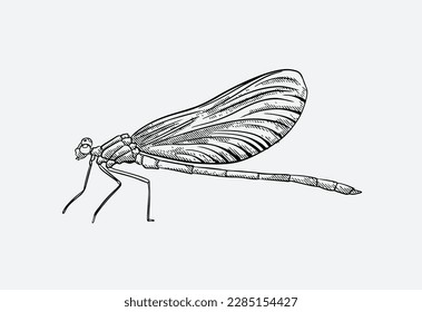 insect ink drawing for poster, book, label, emblem. small monster for art print
