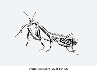 dibujo de tinta de insectos para afiche, libro, etiqueta, emblema. monstruo pequeño para la impresión de arte