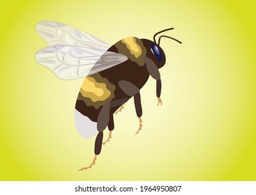 insect in isolated background children education book