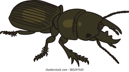 Insect Isolated on White Background.